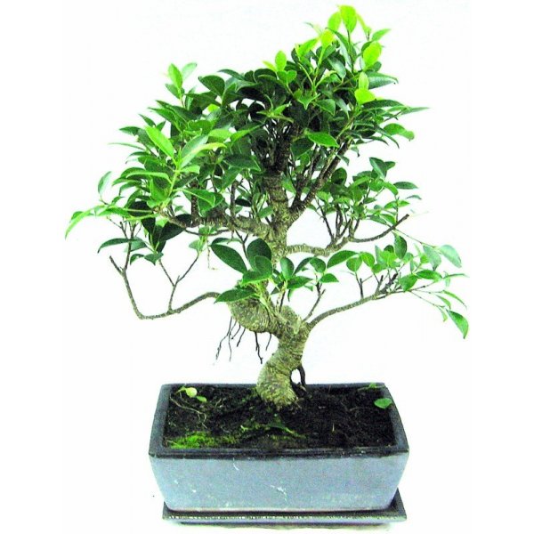 bonsai - fikus retusa (ficus retusa) 783-M od 1 300 Kč - Heureka.cz