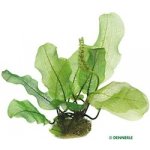 Aponogeton madagascar KN – Zboží Dáma
