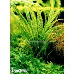 Cryptocoryne balansae - Kryptokoryna kadeřavá – Zboží Dáma