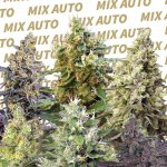 Sweet Seeds Sweet Mix AUTO semena neobsahují THC 10 ks – Zboží Dáma