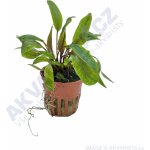 Cryptocoryne undulata Broad Leaves – Hledejceny.cz