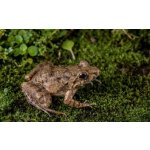 Komodo Habitat Moss 100 g – Zboží Dáma