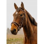 NORTON CLUB Strass V s anglickým nánosníkem havana – Hledejceny.cz