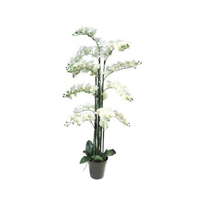 Orchidej - Phalaenopsis Bora x13 v květináči V140 cm bílá – Zboží Mobilmania