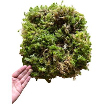 Repter Rašeliník živý 30 x 30 x 8 cm, 500 g – Zbozi.Blesk.cz