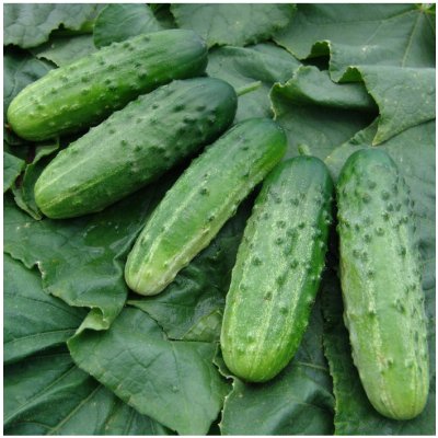 Okurka nakládačka Altaj F1 - Cucumis sativus - osivo okurky - 15 ks – Zboží Dáma