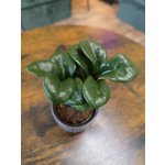 Zamioculcas Zamiifolia Zenzi mini – Sleviste.cz