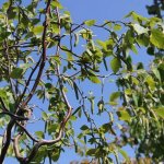 Bříza převislá Spider Alley výška 125/150cm, květináč 5 litrů – Hledejceny.cz