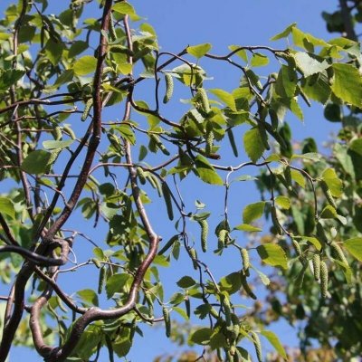 Bříza převislá Spider Alley výška 125/150cm, květináč 5 litrů – Hledejceny.cz