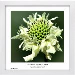 TRADAG Natura 30 x 30 bílý – Zboží Živě