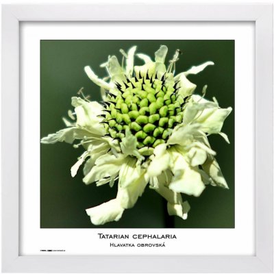 TRADAG Natura 30 x 30 bílý – Zboží Živě