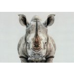 Pohlednice Nosorožec – Hledejceny.cz