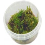 Vesicularia dubyana mini Christmas – Sleviste.cz