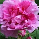 GREENBOSS FLOWER Ibišek syrský "Duc de Brabant"k 2l – Zboží Dáma
