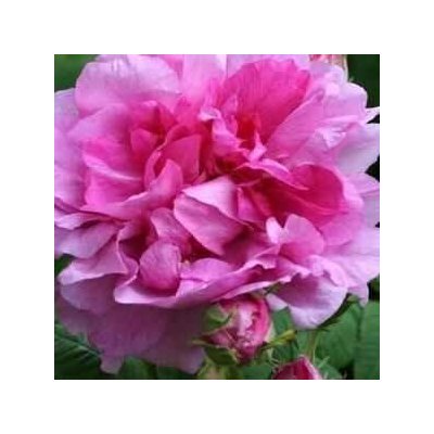 GREENBOSS FLOWER Ibišek syrský "Duc de Brabant"k 2l – Zboží Dáma