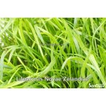 Lilaeopsis novea zelandia - Liliovníček novozélandský – Zboží Dáma