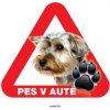 Autovýbava Grel nálepka na plech pozor pes v autě yorkšír