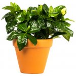 Gardners Gardenia Jasminoides, průměr 13 cm Gardénie – Zboží Dáma
