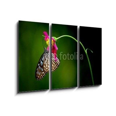 Obraz 3D třídílný - 105 x 70 cm - tropical rainforest butterfly tropický deštný prales motýl