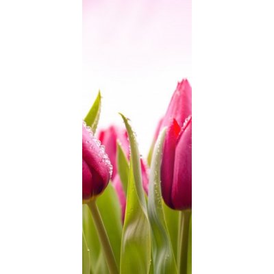 WEBLUX 51930622 Samolepka na lednici fólie Fresh Tulips with Dew Drops Čerstvé tulipány s kapkami rosy rozměry 80 x 200 cm