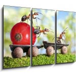 Obraz 3D třídílný - 105 x 70 cm - ants deliver red currant with trailer of sunflower seeds mravenci dodávají červený rybíz s přívěsem slunečnicových semen – Zboží Mobilmania