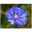 Semínka chrpy - Centaurea cyanus - Chrpa modrá - prodej semen - 30 ks