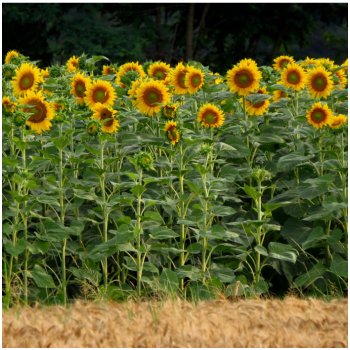 Slunečnice King Kong - Helianthus annuus - semena slunečnice - 6 ks