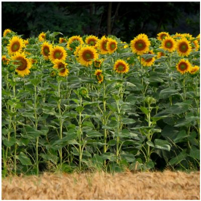 Slunečnice King Kong - Helianthus annuus - semena slunečnice - 6 ks