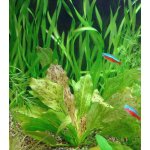 Echinodorus leopard - Šípatkovec leopardí – Zboží Dáma