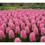 Hyacint 'Pink Surprise' 3 ks – Zboží Dáma
