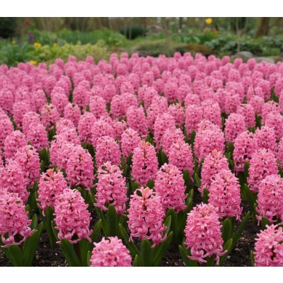 Hyacint 'Pink Surprise' 3 ks – Zboží Dáma