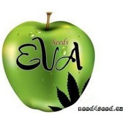 Eva Seeds TNT Kush CBD Eva Seeds semena neobsahují THC 9+3 ks