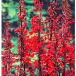 Lobelia fulgens Queen Victoria – košík 9x9 cm – Sleviste.cz