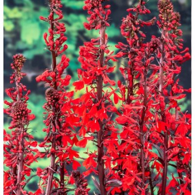 Lobelia fulgens Queen Victoria – košík 9x9 cm – Sleviste.cz