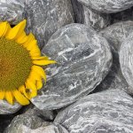 Kameny.cz Okrasné kameny - Angel Stone valouny Vyberte si velikost: 10 - 20 cm, Vyberte si balení: 500 kg – HobbyKompas.cz