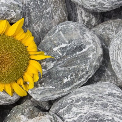 Kameny.cz Okrasné kameny - Angel Stone valouny Vyberte si velikost: 10 - 20 cm, Vyberte si balení: 500 kg – HobbyKompas.cz