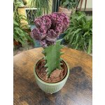 Euphorbia Lactea Cristata – Zboží Dáma