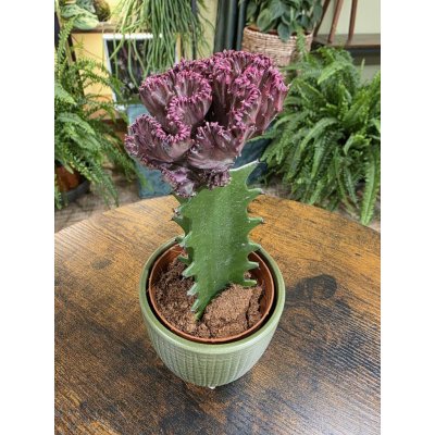 Euphorbia Lactea Cristata – Zboží Dáma