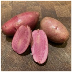 Sadbové brambory Heiderot - Solanum tuberosum - brambory - 5 ks