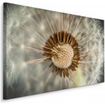 Plátno Pampeliška Makro II. Varianta: 40x30 – Hledejceny.cz