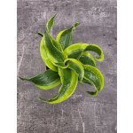 Dracaena Compacta Tornado mini – Zboží Dáma