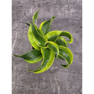 Dracaena Compacta Tornado mini – Zboží Dáma