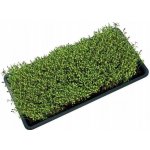 Garland podmiska plast Microgreens Tray s drenáží 56 x 28 x 3 cm – Sleviste.cz
