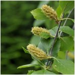 Bříza černá - Betula nigra - semena břízy - 15 ks – Hledejceny.cz