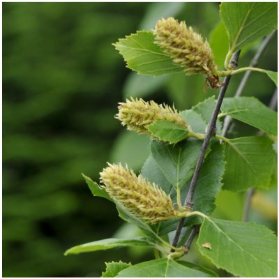 Bříza černá - Betula nigra - semena břízy - 15 ks – Hledejceny.cz