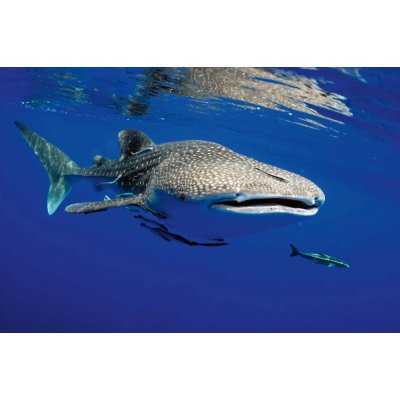 Dimex MS-5-0528 Vliesová fototapeta Žralok obrovský rozměry 375 x 250 cm – Zboží Mobilmania