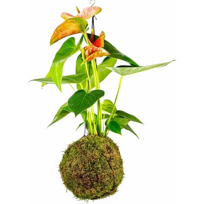 Gardners Kokedama Anthurium oranžová (L) Anturie, toulitka, prasečí ocásek 1 ks – Zboží Mobilmania