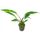 Akvarijní rostliny Anubias lanceolata - Anubis kopinatý