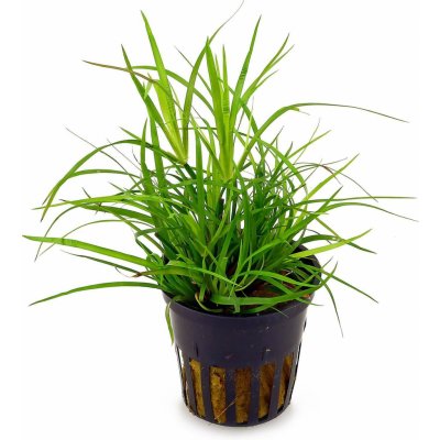 Juncus Repens - Sítina plazivá – Hledejceny.cz