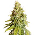 Super Sativa Seed Club Lemon OG semena neobsahují THC 3 ks – Zboží Mobilmania